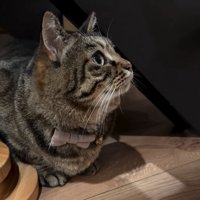 作業を見つめる猫