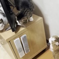 3匹