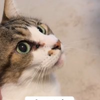 横を向いている猫