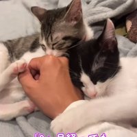 指吸いする子猫2