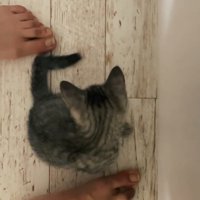 下を向く子猫