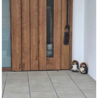 玄関にいる猫