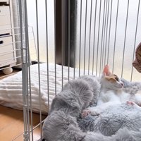 ケージの中の子猫と子猫のそばにいる猫