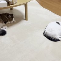 同じポーズで眠る2匹の猫