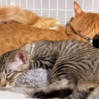 固まって寝る猫達