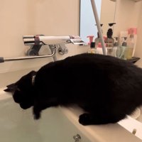 お湯に顔を近づけているバスタブの縁に乗った黒猫