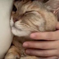動かない猫