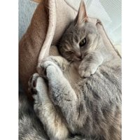 室内にいる猫