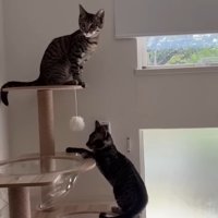 キャットタワー