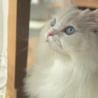 見つめる猫