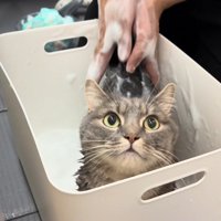シャンプー