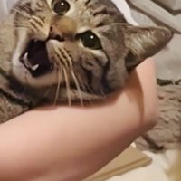 ママさんに爪を切られるキジトラ猫