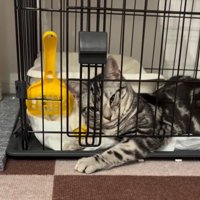 つり目で飼い主の方を見る猫