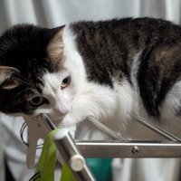 物干しスタンドの上で休む猫