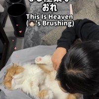 猫をブラッシングする女の子