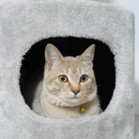 室内にいる猫