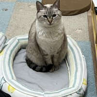 おすわりする猫