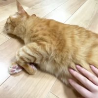 おなかをさわらせるまるとら