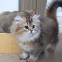 2匹の猫