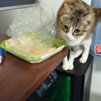 「乗りたい」のテロップ写真