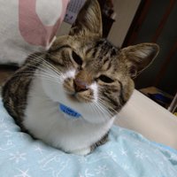 キジシロ猫が目を細める