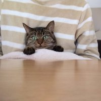 こたつに入る猫