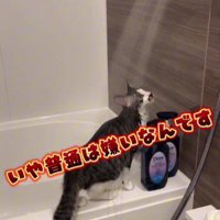 シャワーを見ている猫