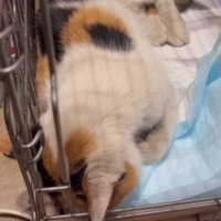 頭を下げる猫