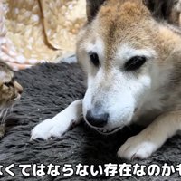 ゆったりとくつろぐ2匹