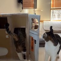 段ボールハウスの中に入ろうとしている猫とそれを見ている猫