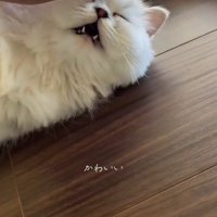 飼い主に頭を撫でられて目を細める子猫