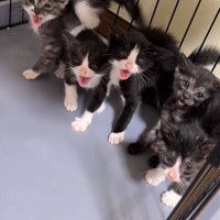 やんのかポーズの5匹の子猫