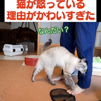 人の足にスリスリする猫