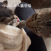 子猫の手の匂いを嗅いでいるキジトラ