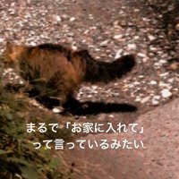 外に立っている猫の後ろ姿