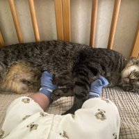 赤ちゃんに足を乗せられながらくつろぐ猫