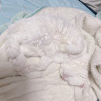 白い毛布の上で寝ている白猫