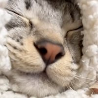寝る猫