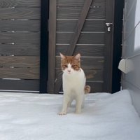 雪の上に立つ猫