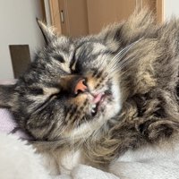 舌を出して眠る猫の顔