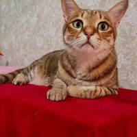 ピアノの上にいる猫