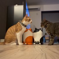 向き合っている2匹の猫