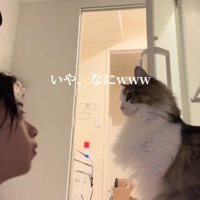 飼い主と向かい合って座っているノルウェージャンフォレストキャット