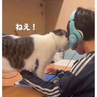男の子と猫