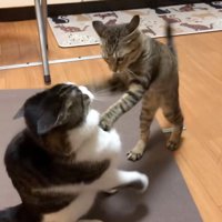 のしかかる猫