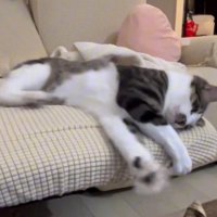 風に反応する猫