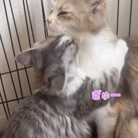 ママ猫に抱きつく子猫