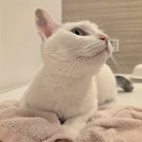 上を向く猫