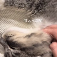 「甘えん坊猫」のテロップ写真