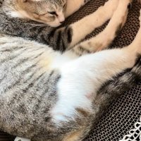 段ボールの中で寝ている猫